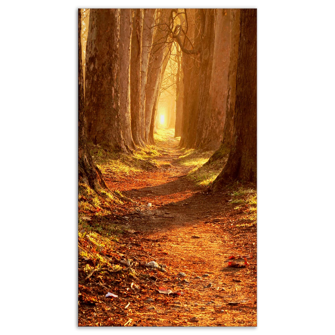 Designart - Magic Morning at the Fall Park - Landscape Photography Canvas Print